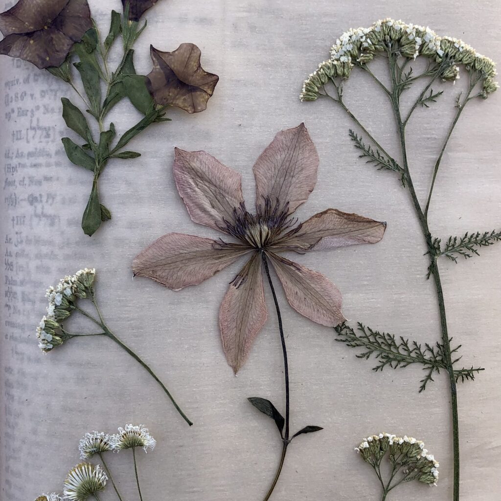Pressed Flowers